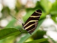 Passionablumenfalter gestreift